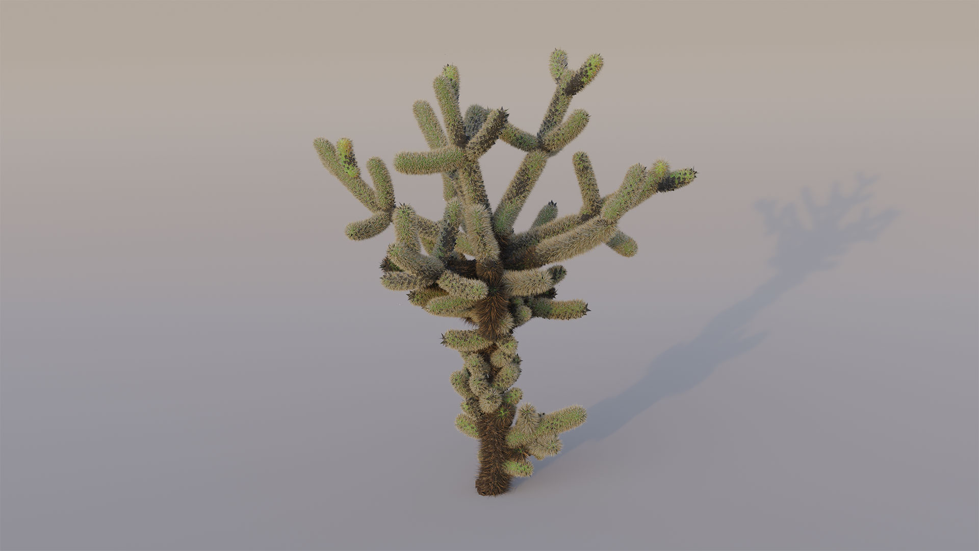 Blender - Cholla Cactus (mature) - With Bones