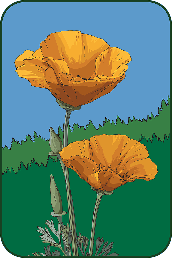 Poppies